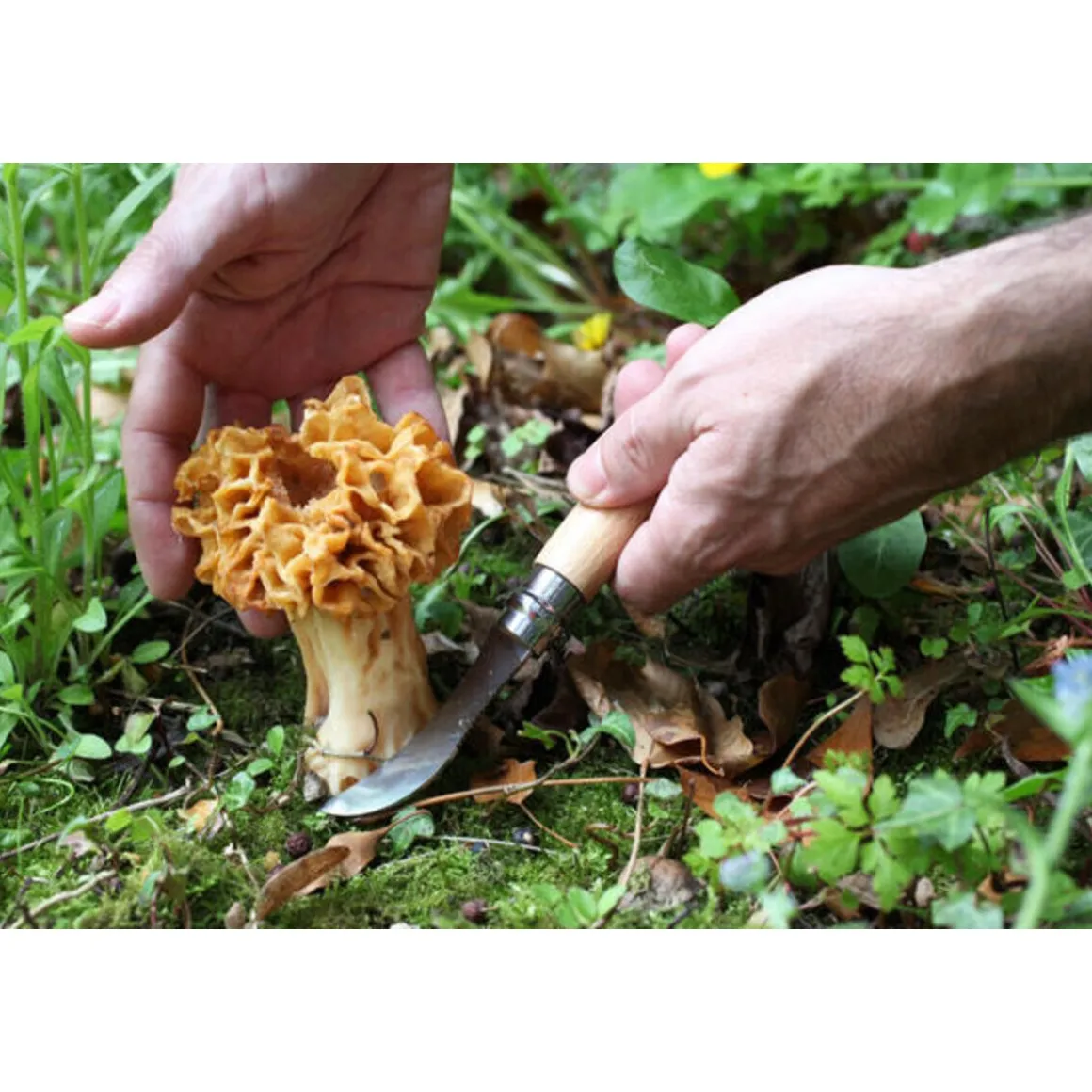 OpinelPilzmesser N°08 8 cm Buche