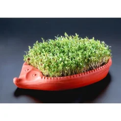 RömertopfKresse-Igel Römertopf